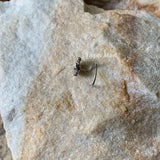 Danah Black Nose Pin